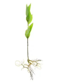 Growing tree 스톡 사진