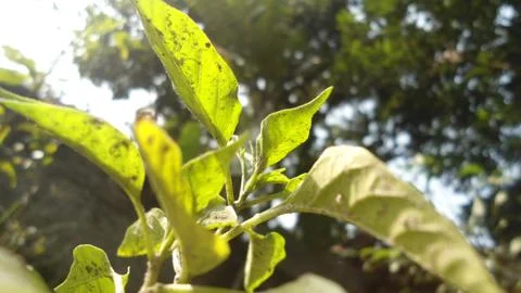 Growing tree Stock Photos