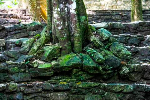 Growing Tree in the rocks Stock Photos