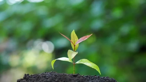 Growing tree seedlings. Beautiful green bokeh background Stock Footage 111477580