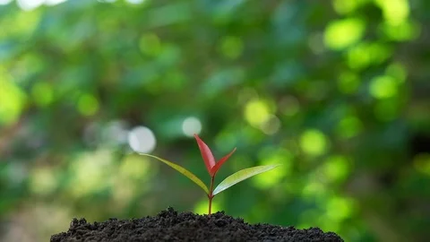Growing tree seedlings. Beautiful green bokeh background Stock Footage 111478656