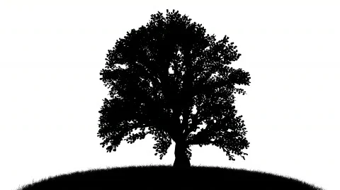 Growing tree silhouette - CGI Stock Footage 605805