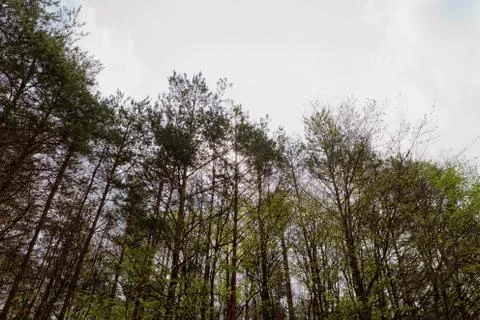 Growing tree to the sky Stock Photos