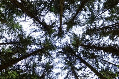Growing tree to the sky Stock Photos