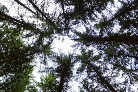 Growing tree to the sky Stock Photos