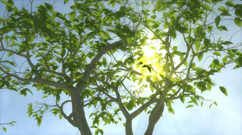 Growing tree with sunny background Stock Footage