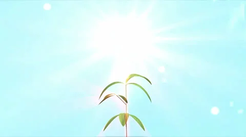 Growing up tree with sunrays and alpha channel Stock Footage 22504144