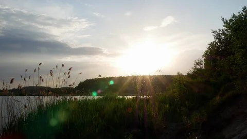 Growing tree at sunrise 4k Stock Footage 89736331