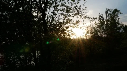 Growing tree at sunrise 4k Stock Footage 89736541