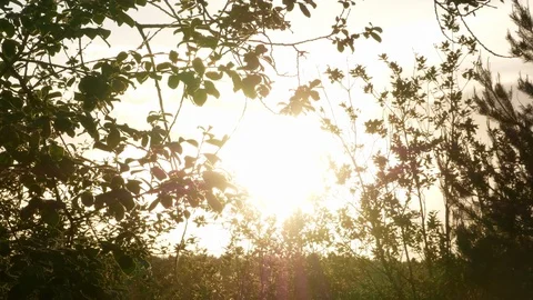 Growing tree at sunrise 4k Stock Footage 89736820