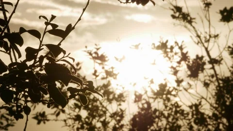 Growing tree at sunrise 4k Stock Footage 89737192