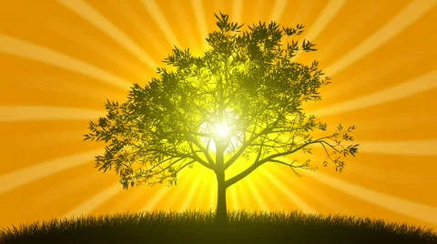 Growing Tree with Sunrise Video stock 668876