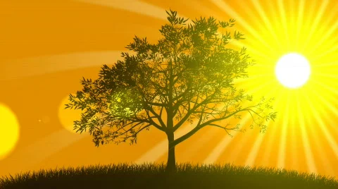 Growing Tree with Sunrise Stock Footage 668880