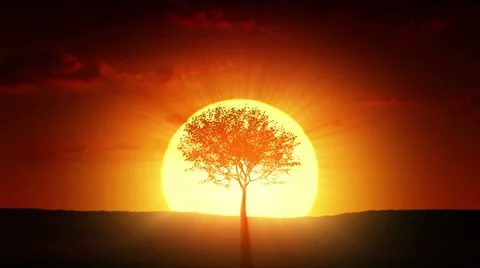 Growing tree at sunrise 動画素材 22778900