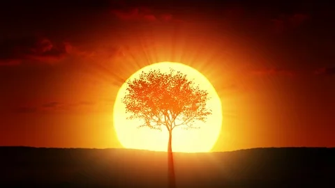 Growing tree at sunrise Stock Footage 100815508