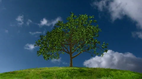 Growing Tree with Timelapse Clouds Stock Footage 647662