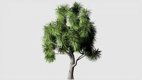 Growing Tree On Transparent Background Stock Footage 303479818