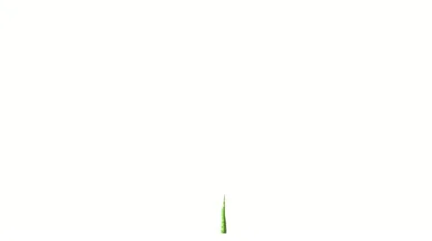 Growing tree on white with alpha channel 動画素材 22018132