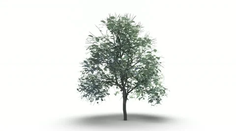 Growing tree on white with alpha channel Stock Footage 22018570