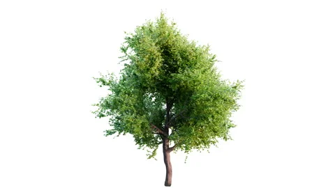 Growing tree on white and black background with different lighting 库存影片 225928176