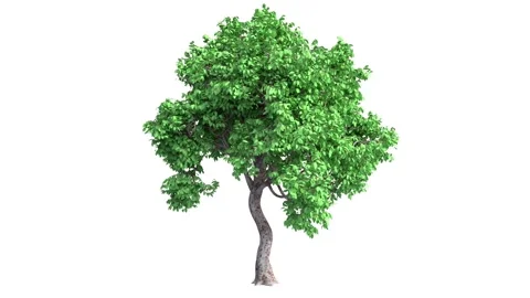 Growing tree on white background (with alpha matte, cg animation) Stock Footage 147132237