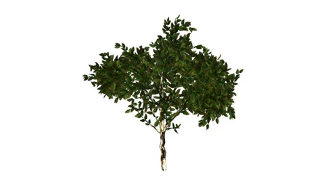 Growing Tree - white background Stock-Footage 34671937