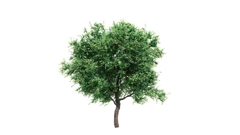Growing tree on white background Stock Footage