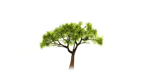 Growing tree on white. Stock-Footage 773866
