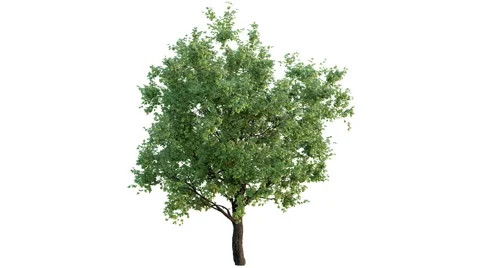 Growing tree on white Stock Footage 55266073