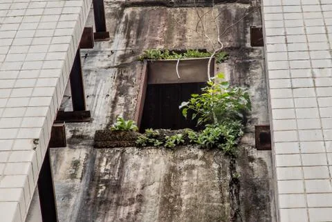 The growing tree at the window of abandoned building. Fotos de archivo
