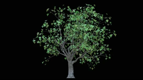 Growing trees on a black background Stock Footage 168340082