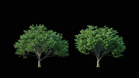 Growing trees on a transparency background Vidéo 238894382