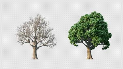 Growing trees on a transparency background Stockbeeldmateriaal 239307668