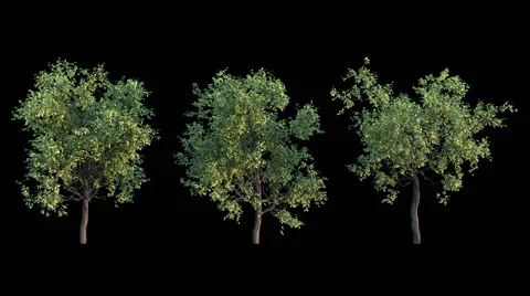 Growing trees variations on black background Stock Footage 62296946