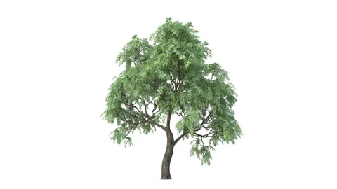 Growing trees on a white background Stock Footage 164706346