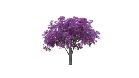 Growing trees on a white background Vidéo 164706360