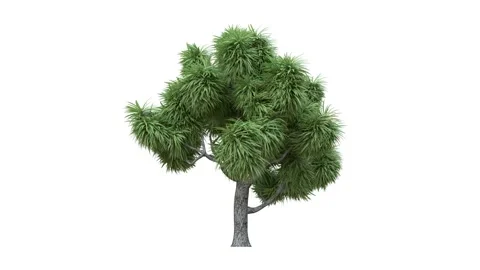 Growing trees on a white background 스톡 동영상 164706371