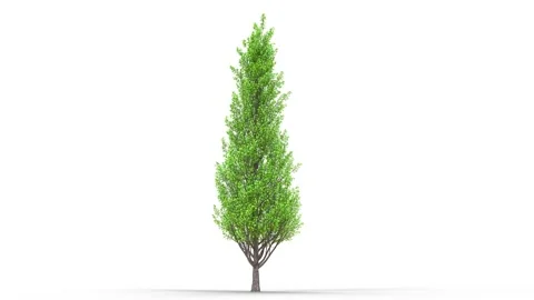 Growing trees on a white background Stock Footage 168870283