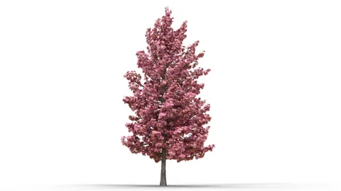 Growing trees on a white background Stockbeeldmateriaal 168870297