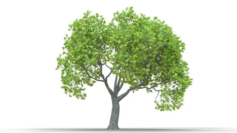 Growing trees on a white background Stock Footage 169003236