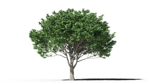 Growing trees on a white background Stock Footage 170531763