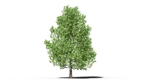 Growing trees on a white background Vidéo 170872265