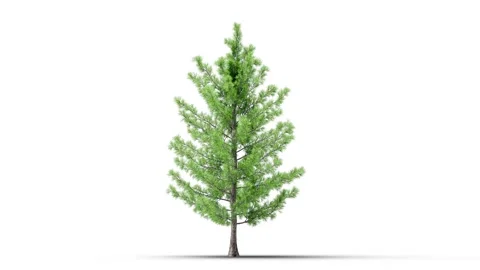 Growing trees on a white background Vidéo 171047838