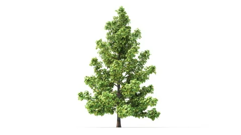Growing trees on a white background Stock Footage 183734438