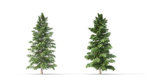 Growing trees on a white background Vidéo 219459227