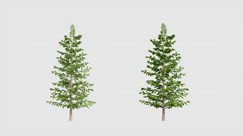 Growing trees on a white background Stock Footage 231841758