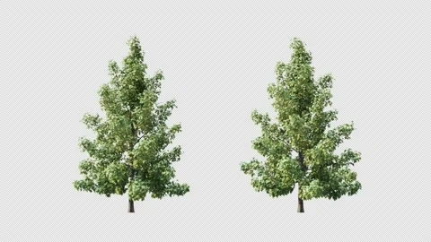 Growing trees on a white background Vidéo 232971192