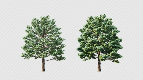 Growing trees on a white background Stockbeeldmateriaal 233150382