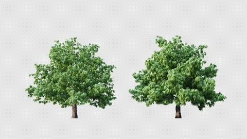 Growing trees on a white background Stockbeeldmateriaal 233150410