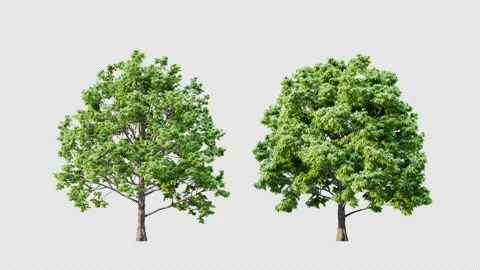 Growing trees on a white background Stock Footage 233150954